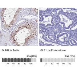 GLB1L Antibody, Novus Biologicals:Antibodies:Primary Antibodies